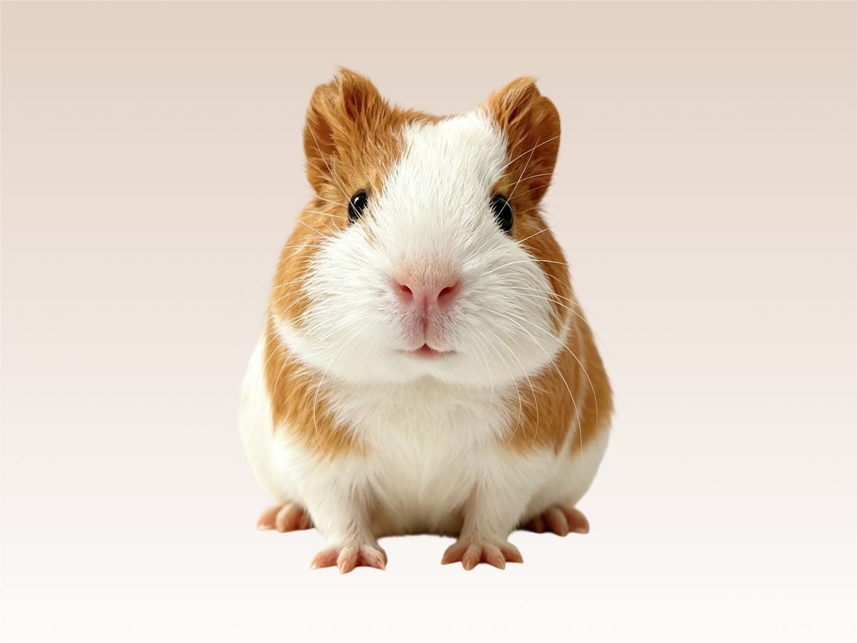 Small Pets