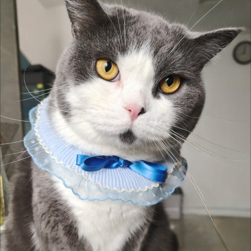 Blue Lace Ruffle Pet Scarf – Princess Neck Accessory for Cats & Small Dogs