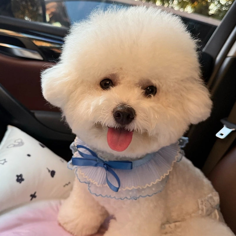 Blue Lace Ruffle Pet Scarf – Princess Neck Accessory for Cats & Small Dogs